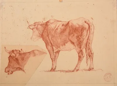 Etudes De Vaches 2