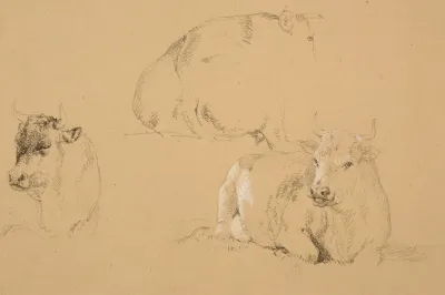 Etudes De Vaches Couchees