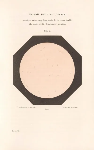 Etudes Sur Le Vin Pl 02