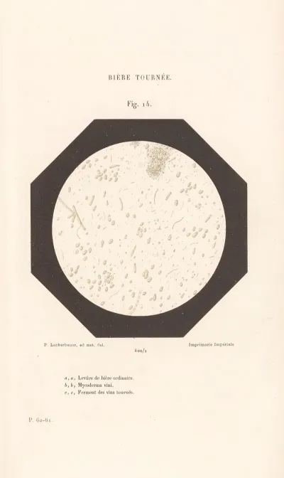 Etudes Sur Le Vin Pl 09