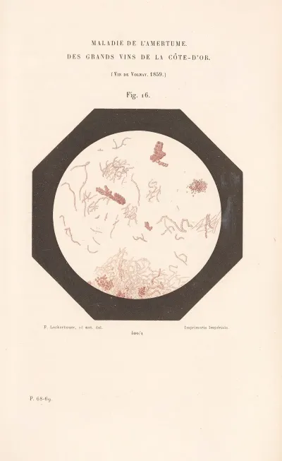 Etudes Sur Le Vin Pl 11