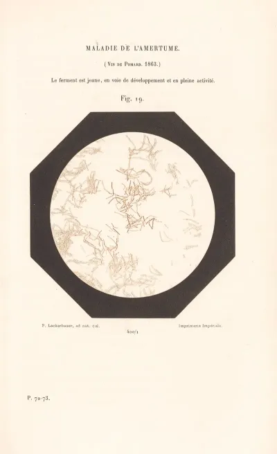 Etudes Sur Le Vin Pl 14