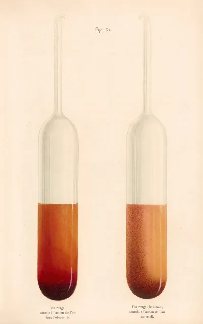 Etudes Sur Le Vin Pl 19