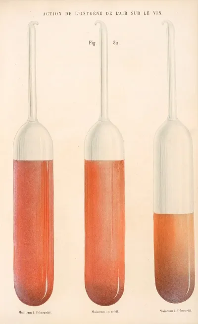 Etudes Sur Le Vin Pl 20