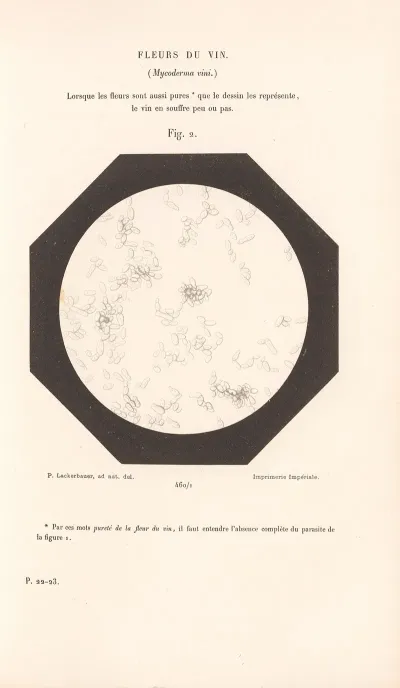 Etudes Sur Le Vin Pl 28