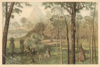Eucalyptus Forest In South Australia