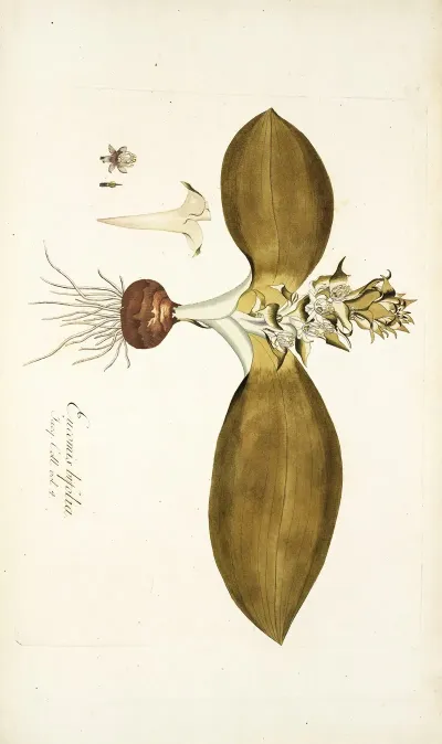 Eucomis Bifolia