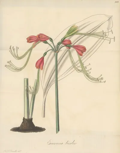 Eucrosia Bicolor