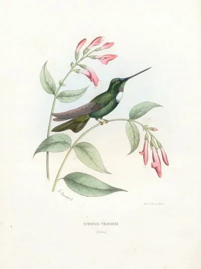 Eudosia Traviesi