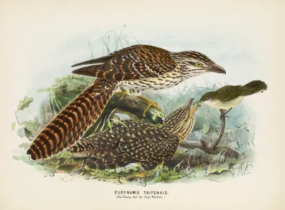 Eudynamis Taitensis The Young Fed By Grey Warbler
