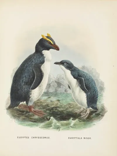 Eudyptes Chrysocomus And Eudyptula Minori