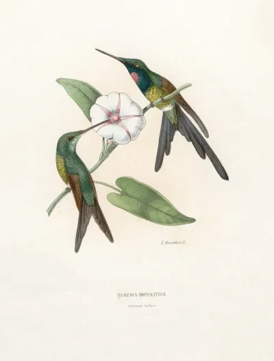 Eugenia Imperatris