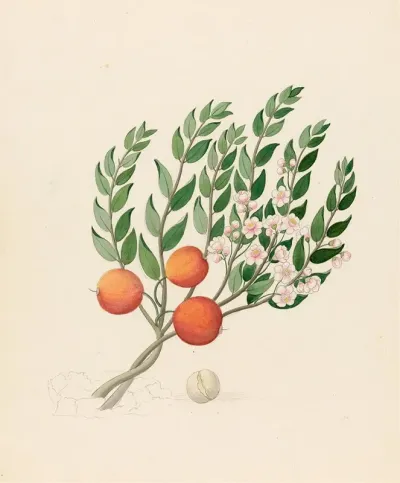 Eugenia Or Jambo Eugenia Albanensis