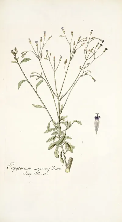 Eupatorium Myosotifolium