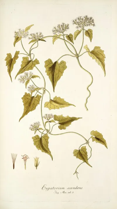 Eupatorium Scandens