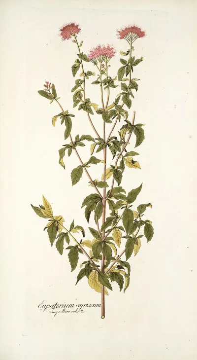 Eupatorium Syriacum