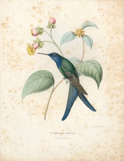 Eupetomena Hirundo