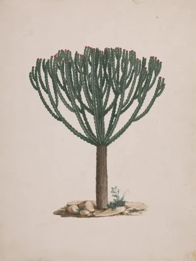 Euphorbia Abyssinica J F Gmel Ethiopian Tree Spurge