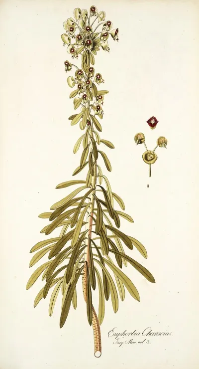 Euphorbia Characias