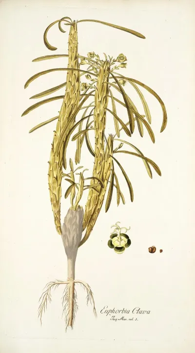 Euphorbia Clava