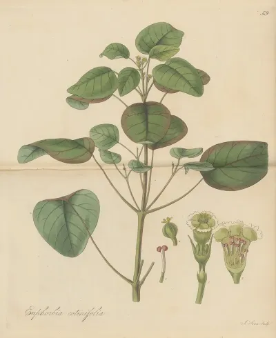 Euphorbia Cotinifolia