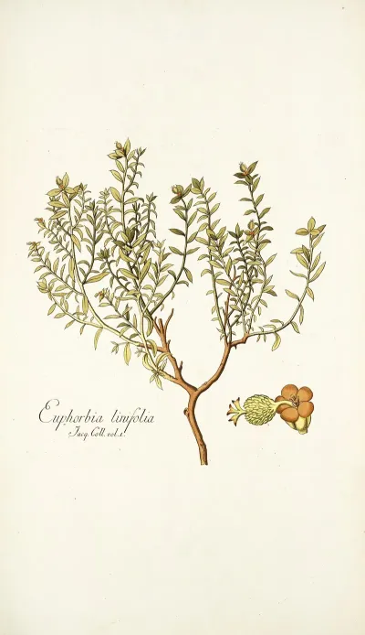 Euphorbia Linifolia