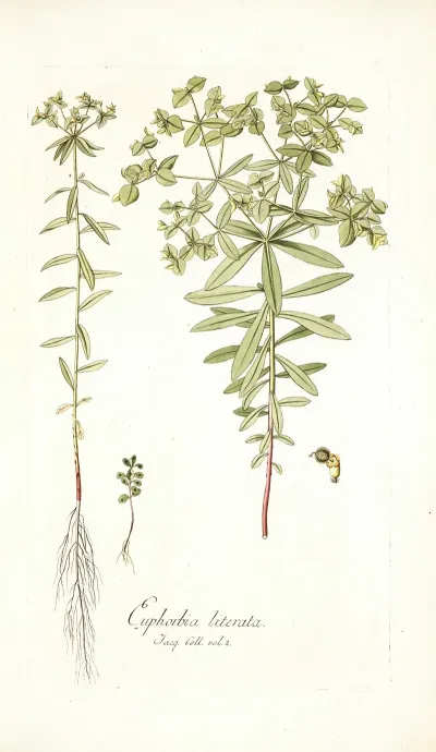 Euphorbia Literata