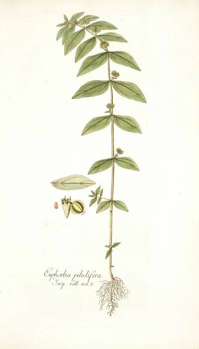 Euphorbia Pilulifera