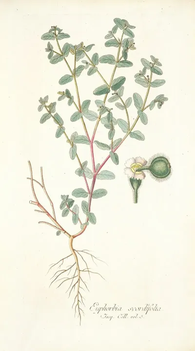 Euphorbia Scordifolia