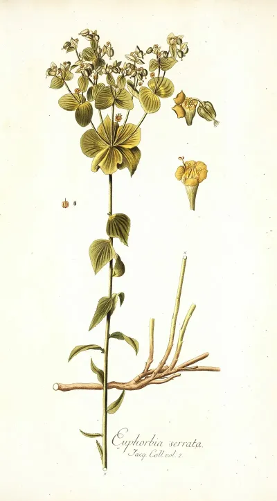 Euphorbia Serrata