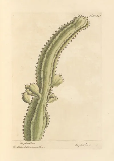 Euphorbium