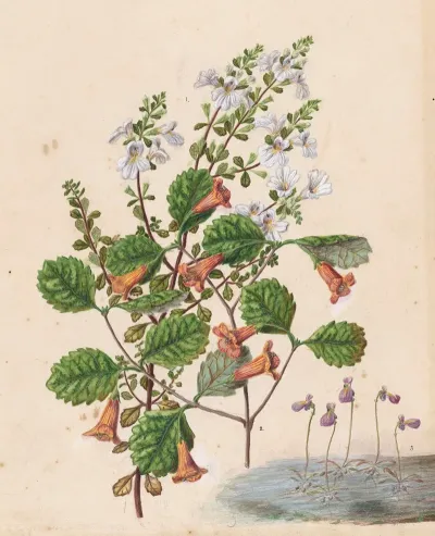 Euphrasia Cuneata Rhabdothamnus Solandri Utricularia Monanthos