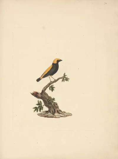 Euplectes Afer Yellow Crowned Bishop