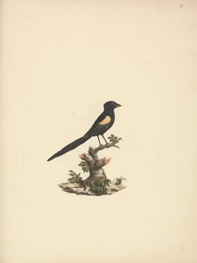Euplectes Axillaris Fan Tailed Widowbirds
