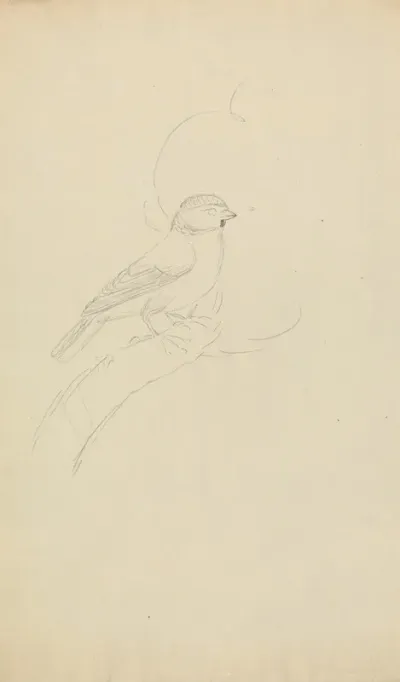 Eurasian Blue Tit