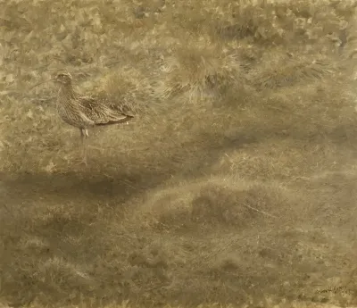 Eurasian Curlew