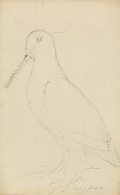 Eurasian Woodcock