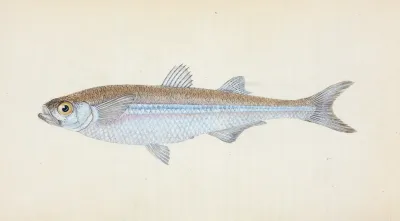 European Atherine Atherina Hepsetus