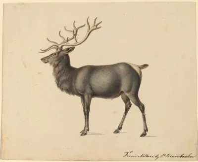 European Elk