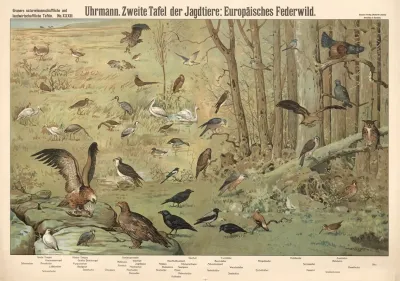 European Game Birds