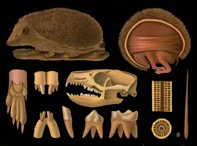European Hedgehog Erinaceus Europaeus