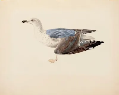 European Herring Gull 2
