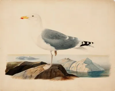 European Herring Gull