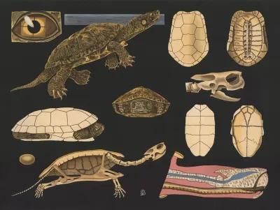 European Pond Turtle Emys Europaea