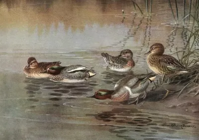 European Teal American Green Winged Teal