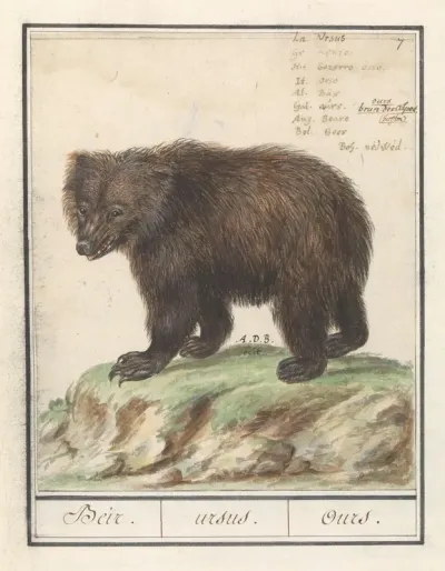 Europese Bruine Beer Ursus Arctos Arctos Beir Ursus Ours