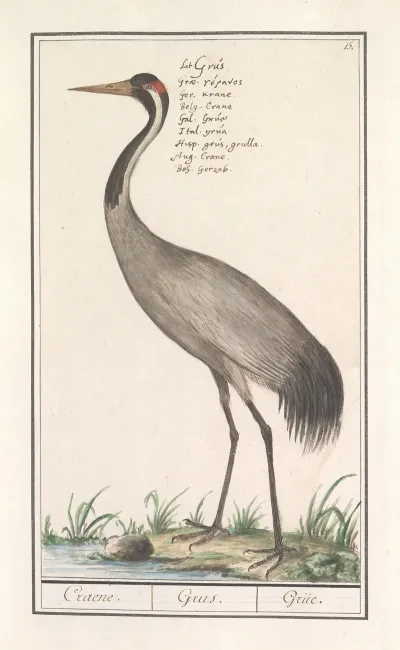Europese Kraanvogel Grus Grus