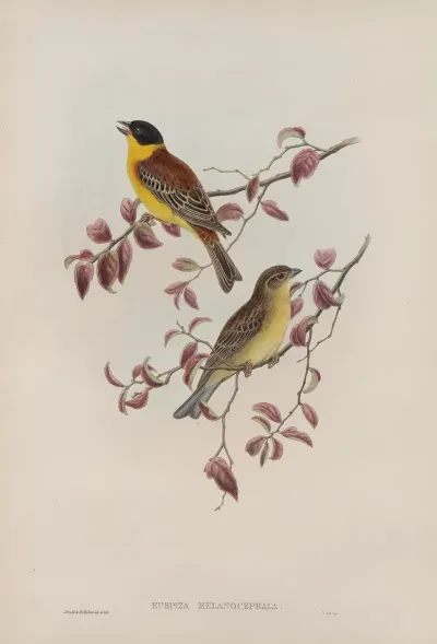 Euspiza Malanocephala Black Headed Bunting