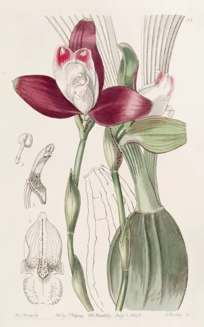 Even Flowered Lycaste