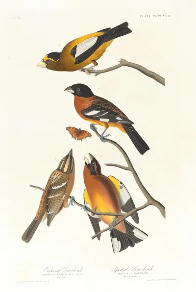 Evening Grosbeak Spotted Grosbeak